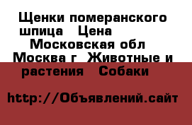 Щенки померанского шпица › Цена ­ 35 000 - Московская обл., Москва г. Животные и растения » Собаки   